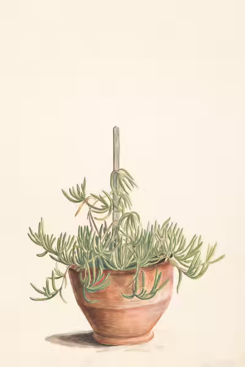 The Quiet Morning garden